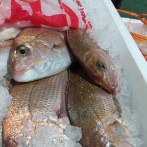 香川産 さぬきの天然鯛 1匹