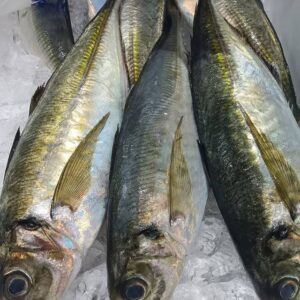 石川産 ひらあじ約500g 1匹