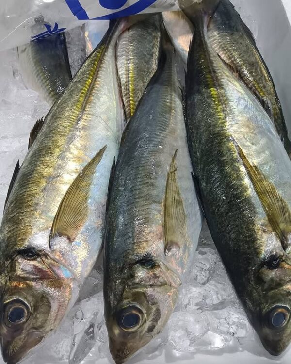 石川産 ひらあじ約500g 1匹