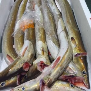 兵庫産 活はも約500g 1匹