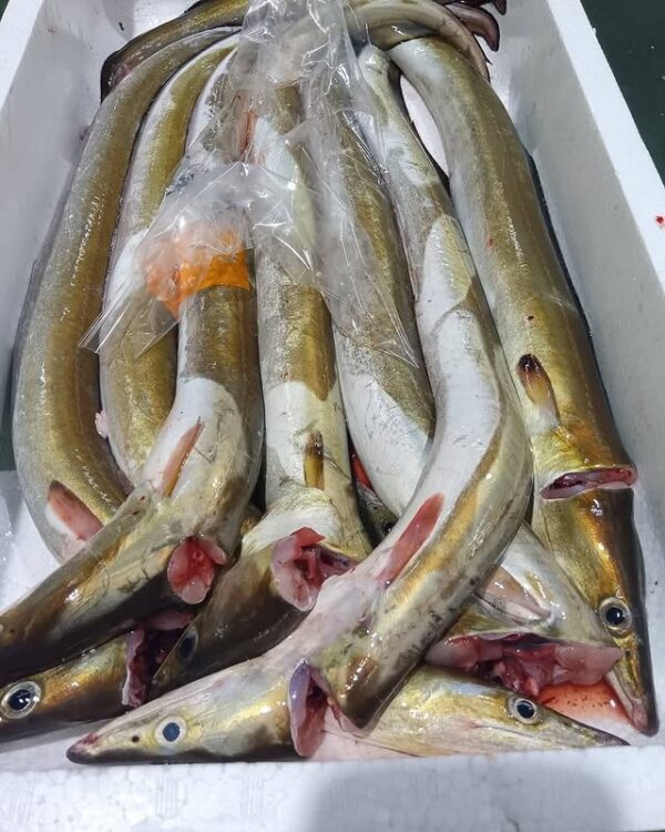 兵庫産 活はも約500g 1匹
