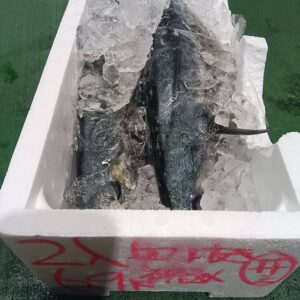 大阪産 神経、血抜きさわら 1匹