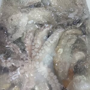 福井産 生たこ約1kg 1匹