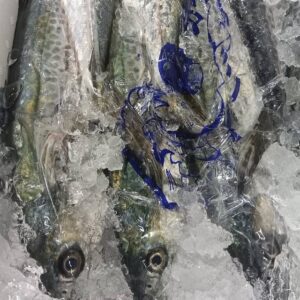 兵庫産 坊勢のさわら約1kg 1匹