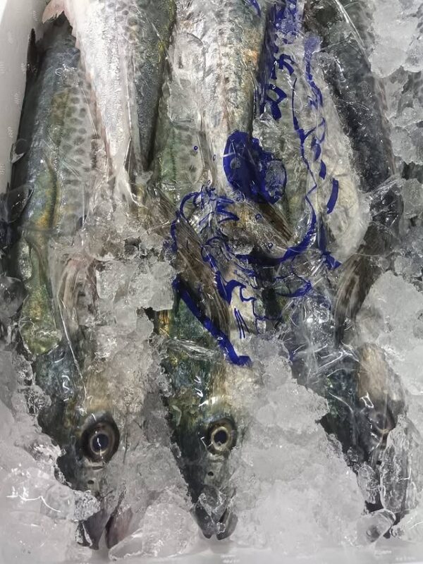 兵庫産 坊勢のさわら約1kg 1匹