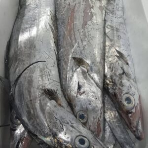 宮城産 たちうお約630g 1匹