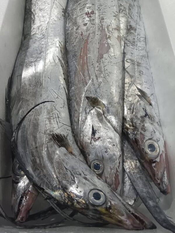 宮城産 たちうお約630g 1匹