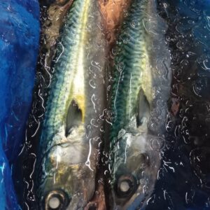 富山産 氷見の生さば8入サイズ 1匹