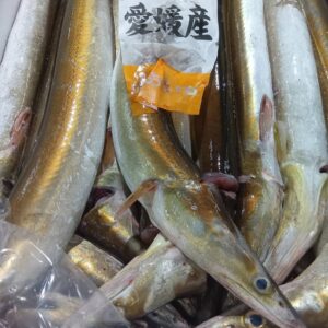 愛媛産 活はも約560g 1匹