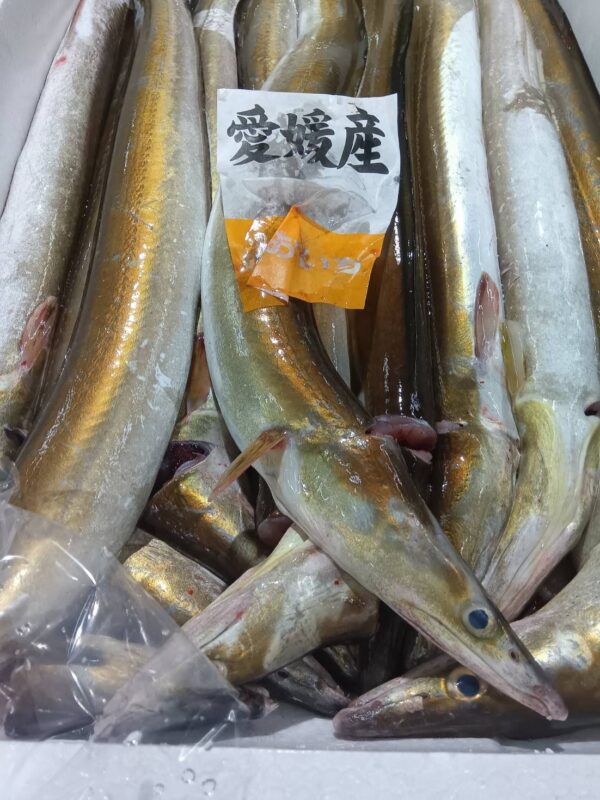 愛媛産 活はも約560g 1匹