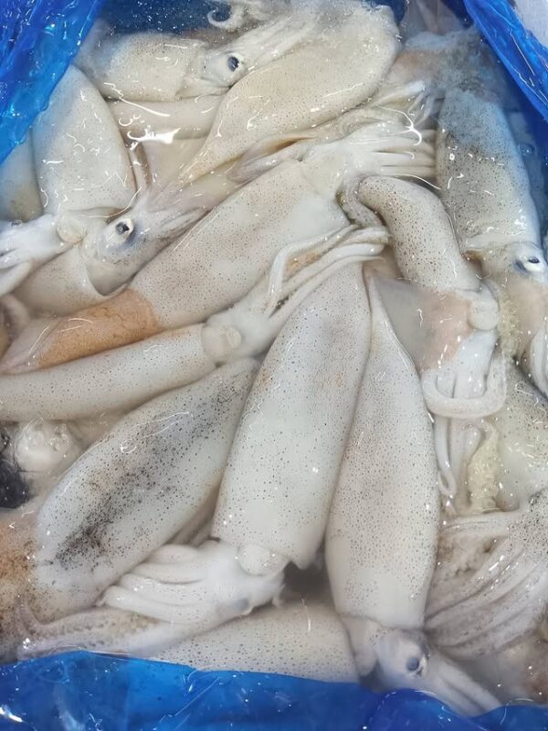 宮城産 生するめいか 100g