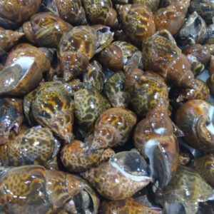 三重産 ばい貝 100g