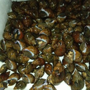 三重産 活ばい貝 100g