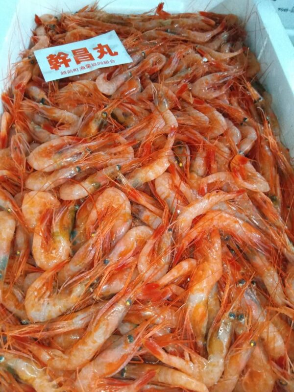 福井産 甘エビ 100g