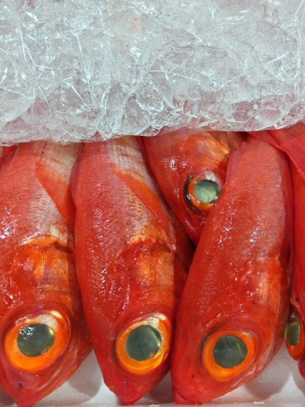 静岡産 キンメダイ約500g 1匹