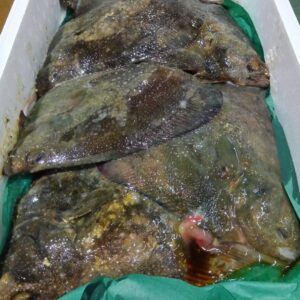 北海道産 サメカレイ約1kg 1匹