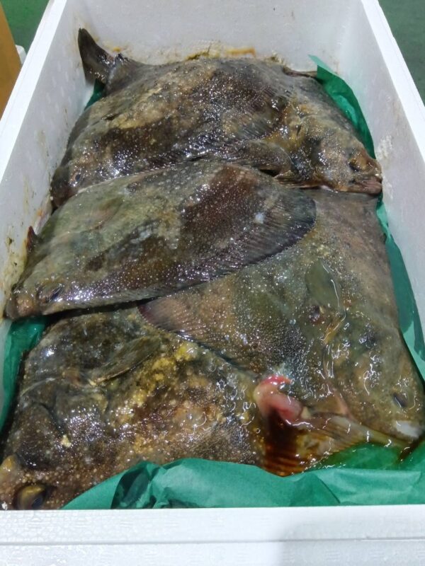 北海道産 サメカレイ約1kg 1匹