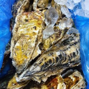 宮城産 セルガキ 1個