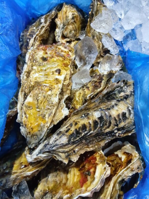 宮城産 セルガキ 1個