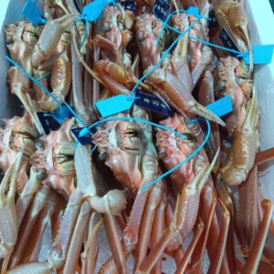 石川産 活越前ズワイガニ 約500g 1匹