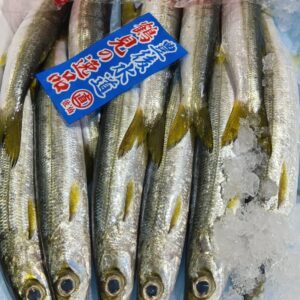 大分産 脂カマス約180g 1匹