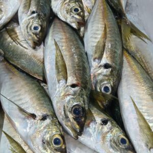 鳥取産 ヒラアジ約200g 1匹