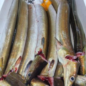 兵庫産 活はも約650g 1匹