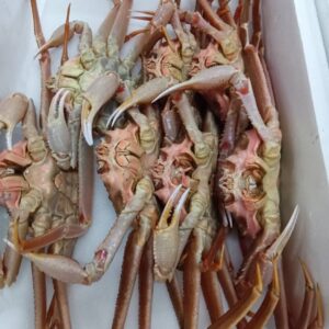 北海道産 活オオズワイガニ 1匹