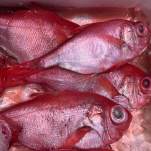 解凍品金目鯛 1尾