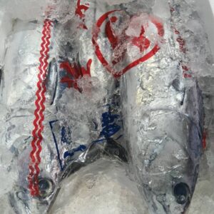 鹿児島産 生かつお約1.5kg 1匹