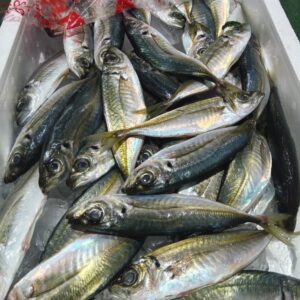 和歌山産 小アジ 1/5箱