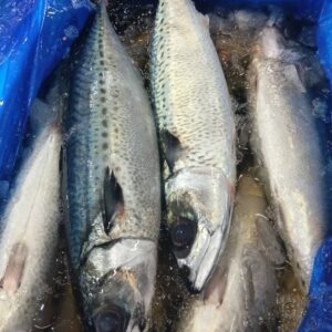 長崎産 ごまさば 約950g1匹