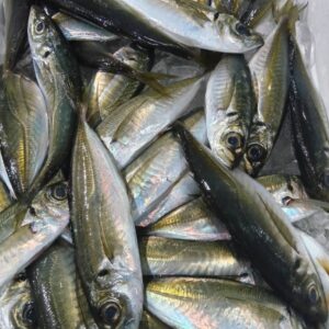 和歌山産 小あじ5~10匹