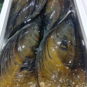 愛知産 活たいらぎ貝 1個