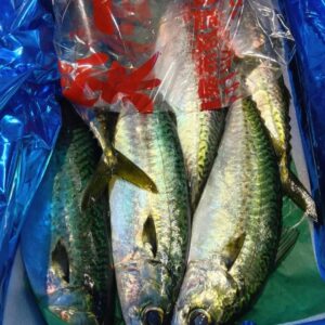 兵庫産 ぼうぜ鯖約500g 1匹