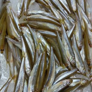 滋賀産 わかさぎ 1/4箱