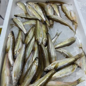 滋賀産 もろこ 1/3箱