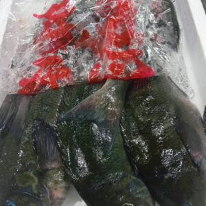 徳島産 ぐれ 約600g 1匹