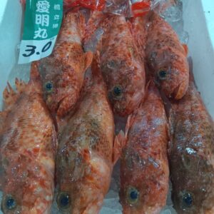 石川産 ゆめかさご 約300g 1匹