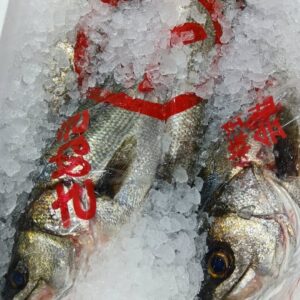 香川産 天然すずき約1.3kg 1匹