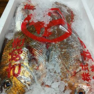 香川産 さぬき天然鯛約1.2kg 1匹