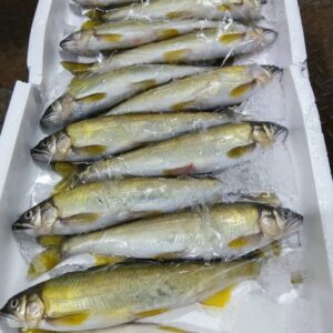 岐阜産 若あゆ13入サイズ 1匹