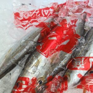 和歌山産 かます約230g 1匹