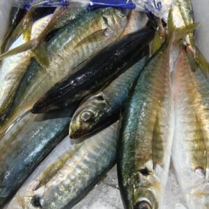 三重産 まるあじ約200g 2匹