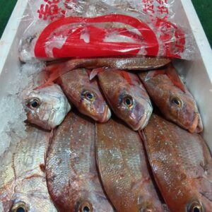 香川産 天然鯛約380g 1匹