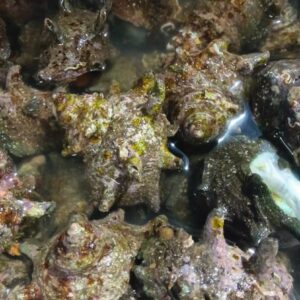 青森産 活さざえ 100g