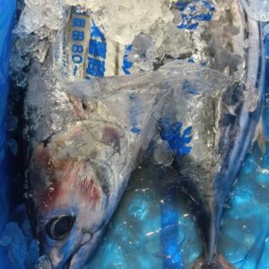 宮城産 戻りかつお約3kg 1匹