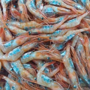 石川産 子持ち甘エビ大サイズ 100g