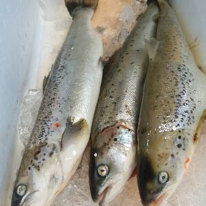 静岡産 アトランティックサーモン 100g