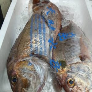 兵庫産 坊勢の天然鯛2~2.3kg 1匹